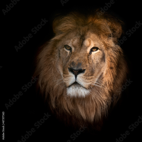Fototapeta Naklejka Na Ścianę i Meble -  Beautiful lion on a black background.