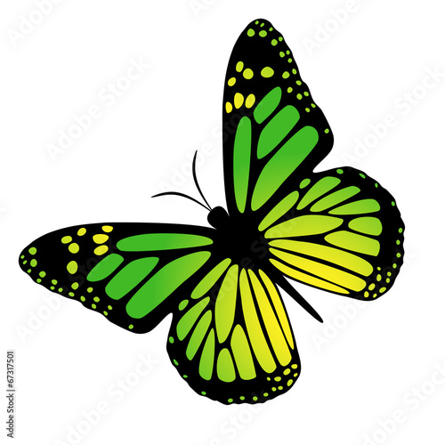motyl wektor