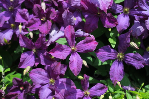 large garden shrub with lilac flowers