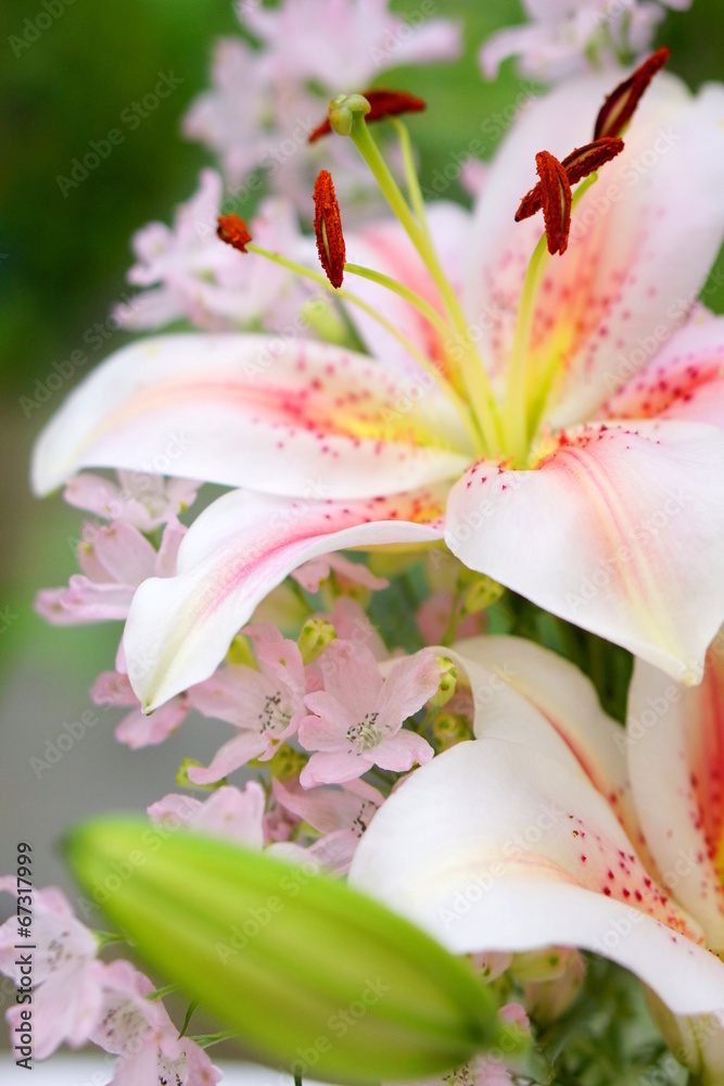 Obraz premium オリエンタルリリー