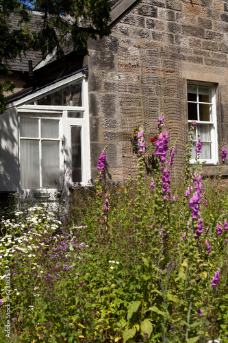 dom Szkocja wieś maki ogród mak czerwony kwiat domek