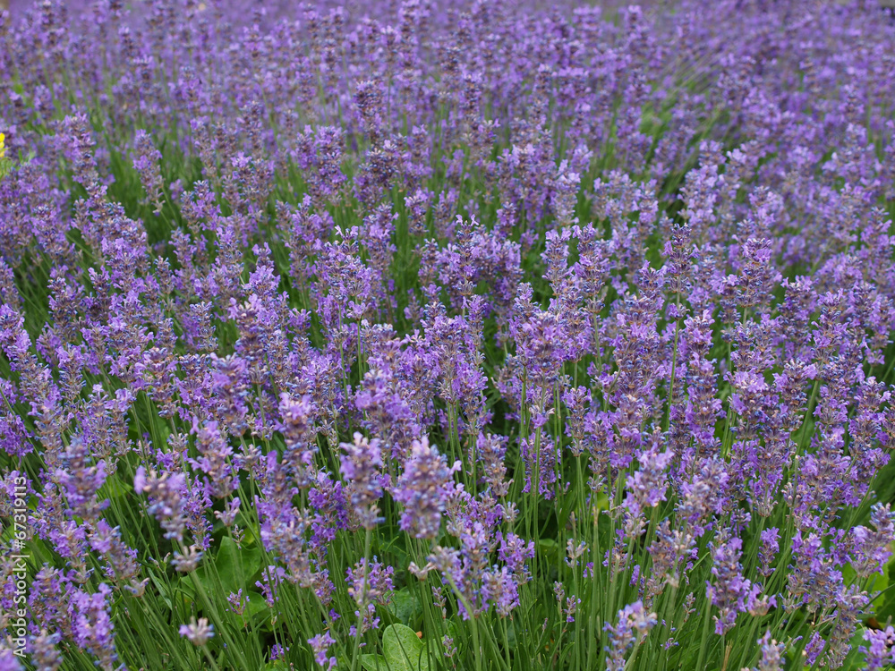 Naklejka premium Lavender flowers