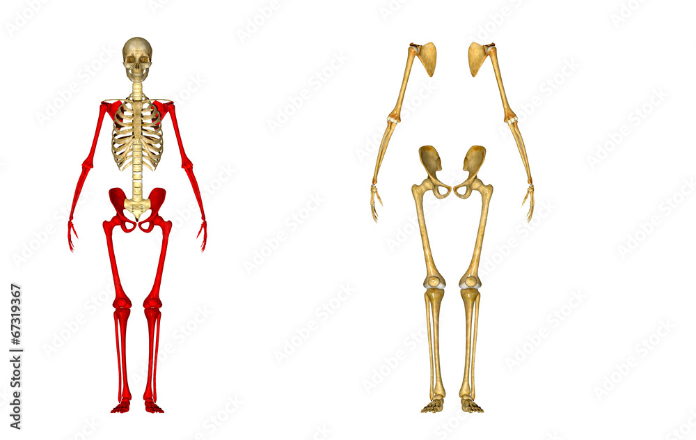Human Skeleton Human Skeleton
