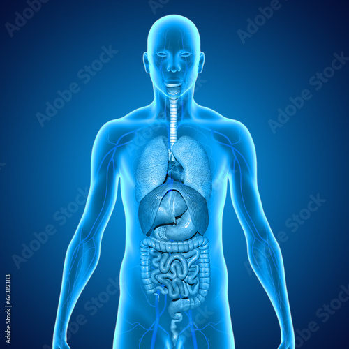 Body with organs