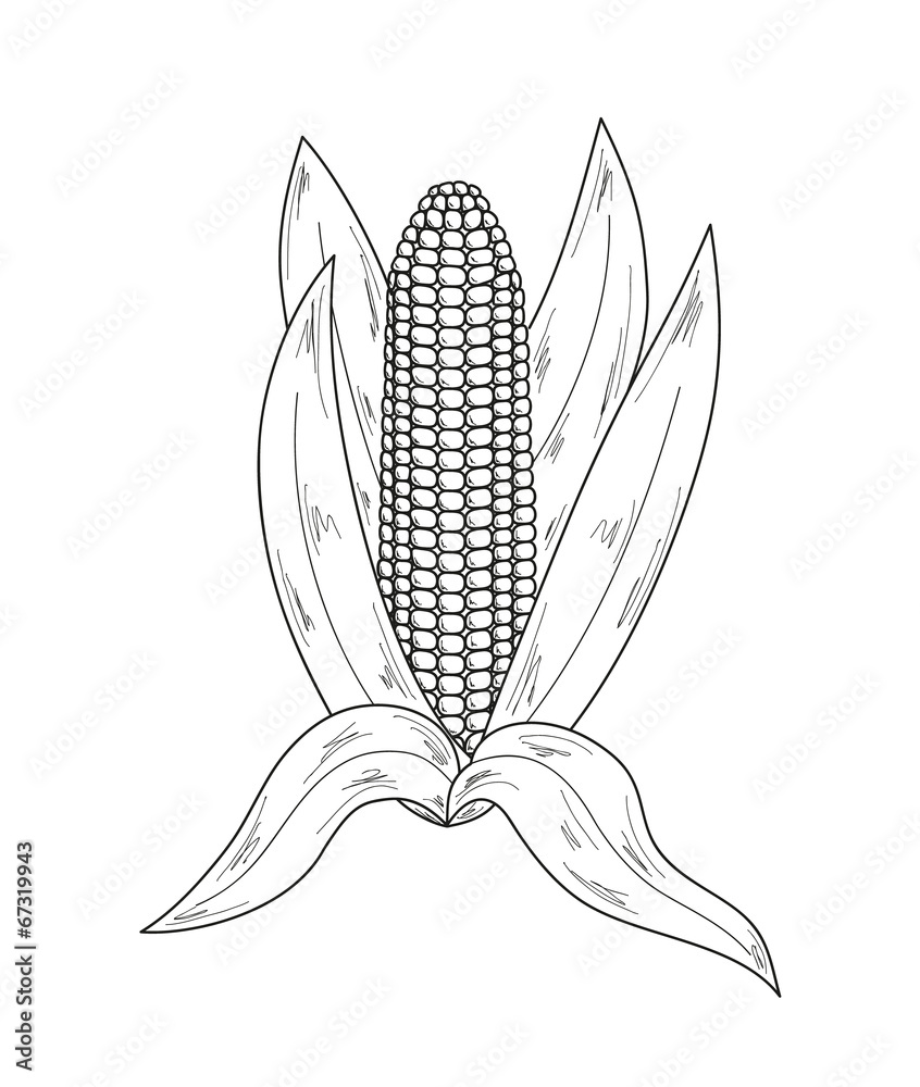 sketch, corn sketch, corn