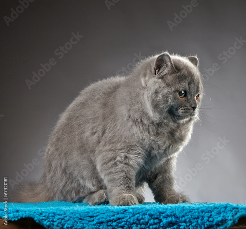 Portrait of british longhair kitten