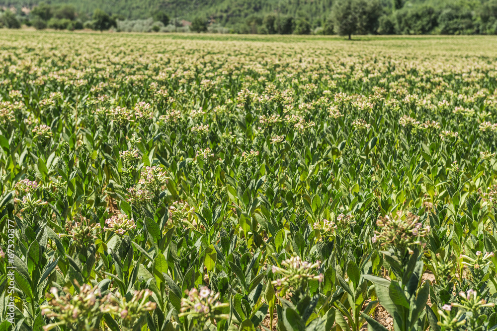 tobacco field tobacco field
