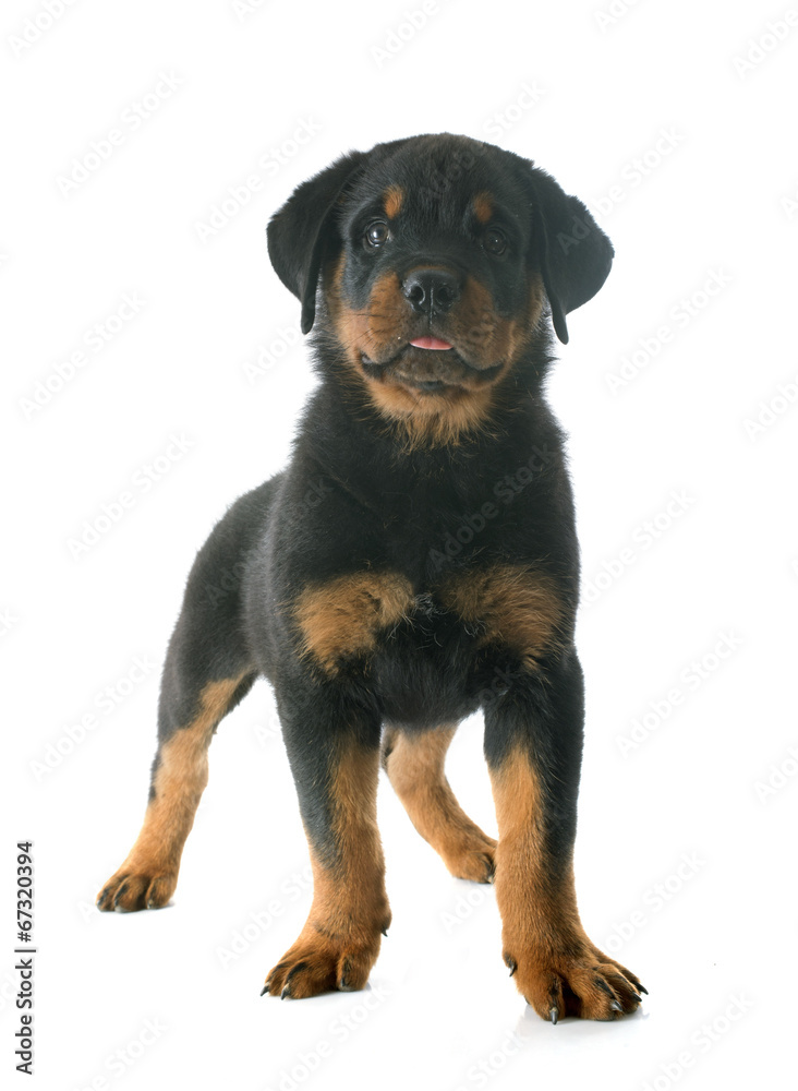 Obraz premium puppy rottweiler