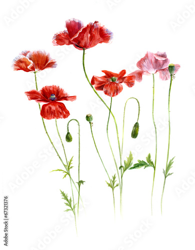 field red poppies on a white background