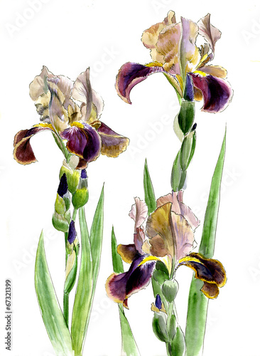 three purple-yellow iris on stems with buds isolated on a white