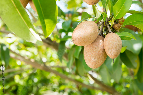 Sapodilla fruit on the tree photo