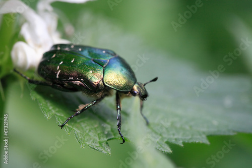 Green Beetle Macro © cosma