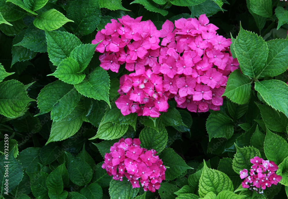 Hydrangea flowers and vibrant foliage after a rain shower Hydrangea flowers and vibrant foliage after a rain shower