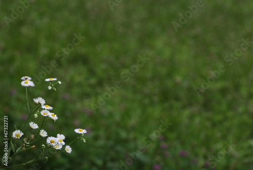 Daisies in a country garden.