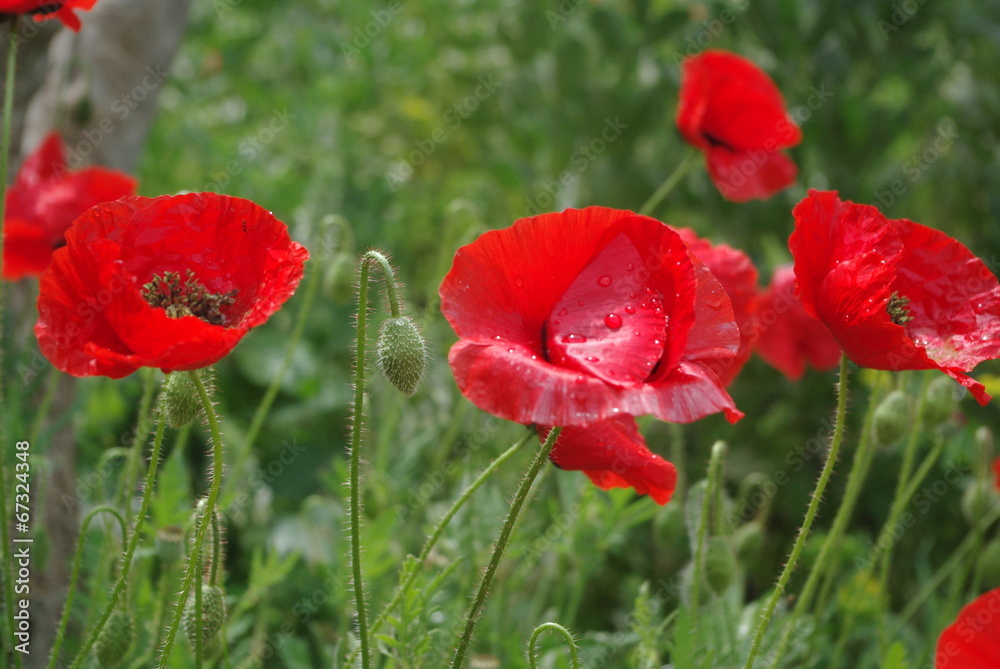 coquelicot coquelicot