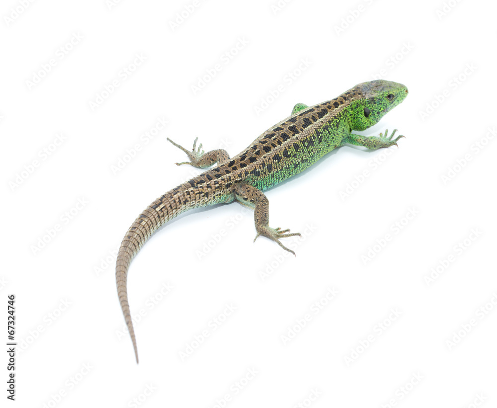 Lizard
