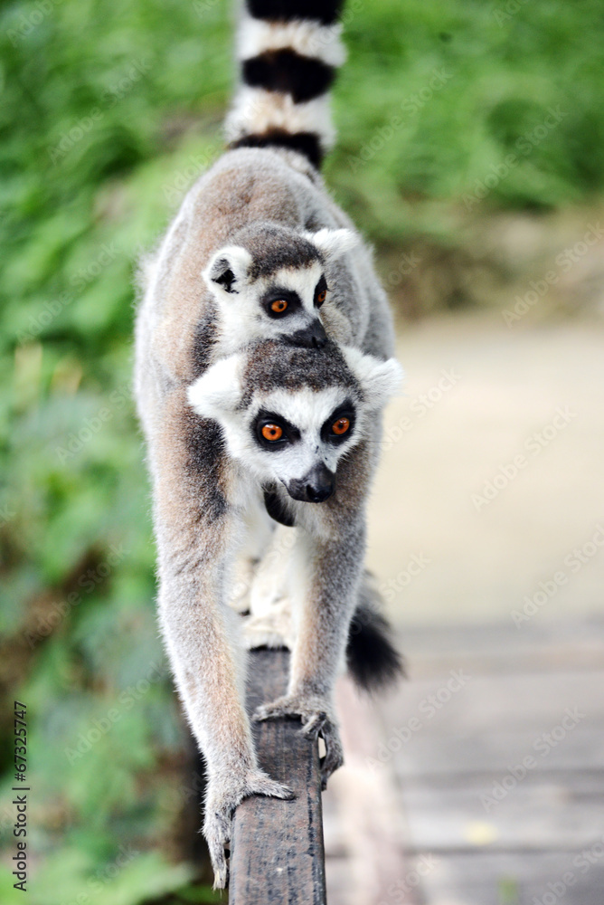 Obraz premium ring-tailed lemur (lemur catta)