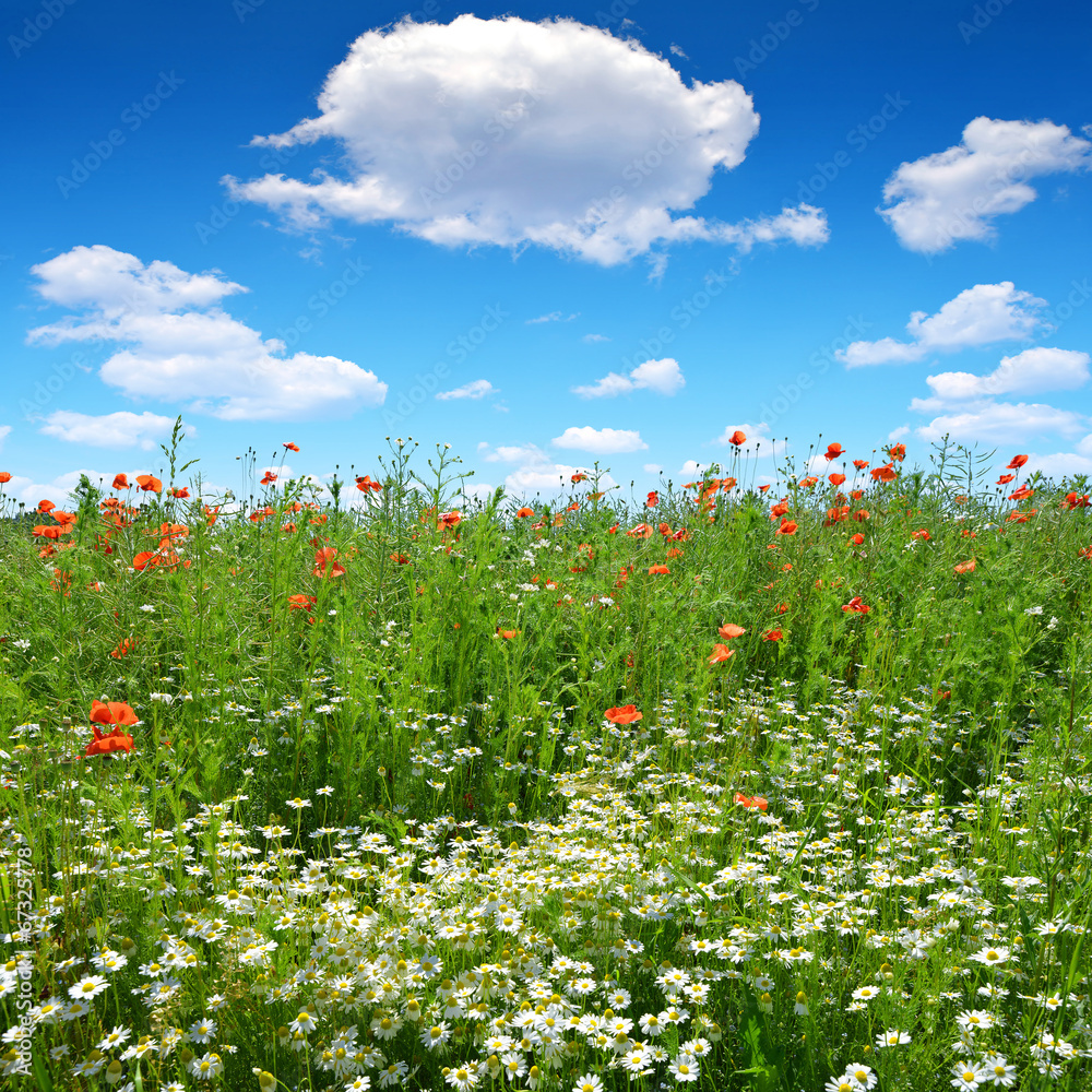 red poppy and chamomile in field red poppy and chamomile in field