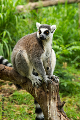 ring-tailed lemur (lemur catta) © yuri2011