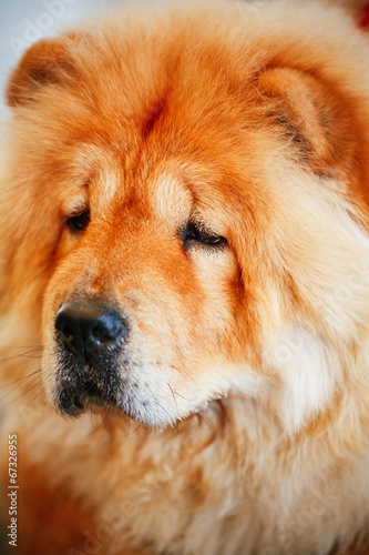 Brown Chines chow chow dog