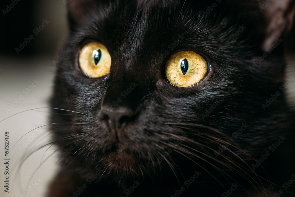 Close Up Portrait Peaceful Black Female Kitten Cat