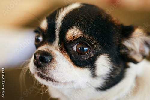 Chihuahua dog close up portrait © Grigory Bruev