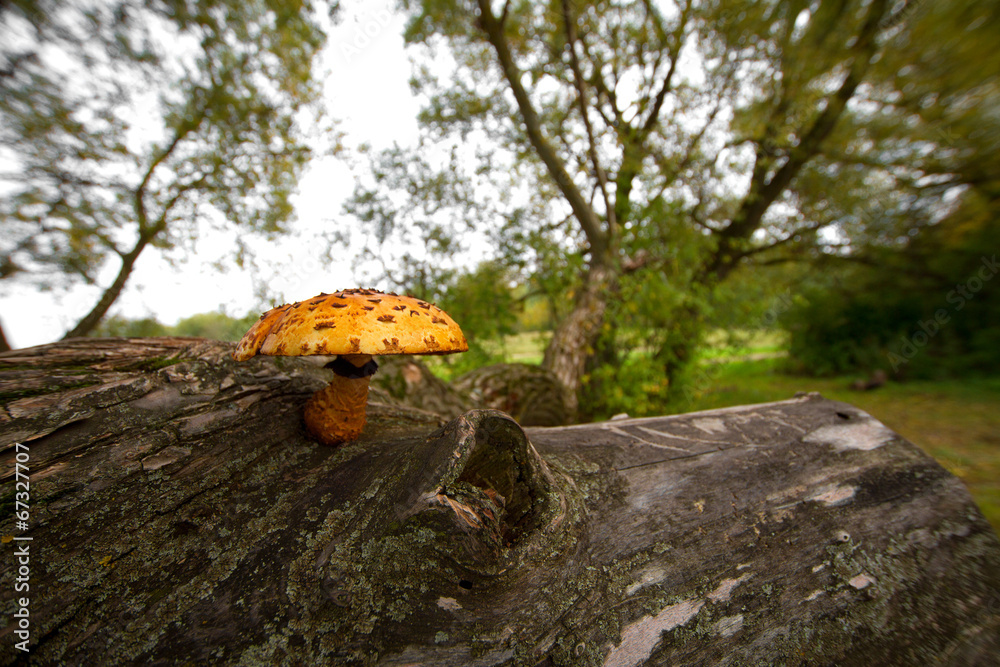 Fototapeta premium mushrooms on a tree stump