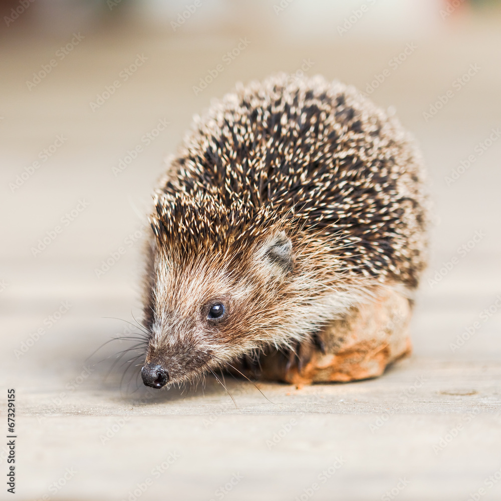 Hedgehog Hedgehog
