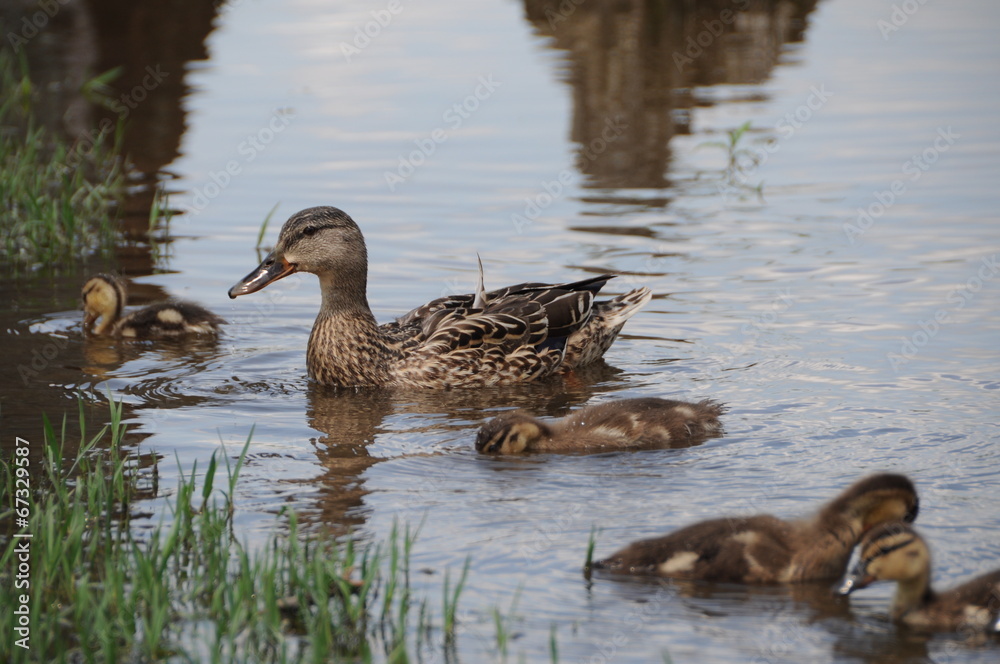 Duck Family Duck Family
