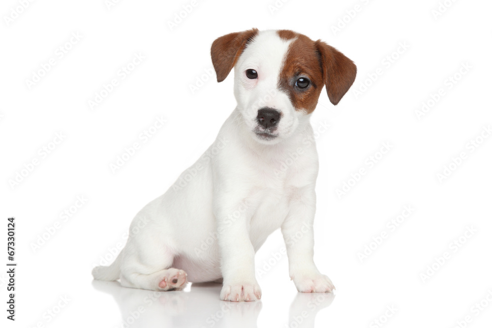 Jack Russell terrier puppy portrait Jack Russell terrier puppy portrait
