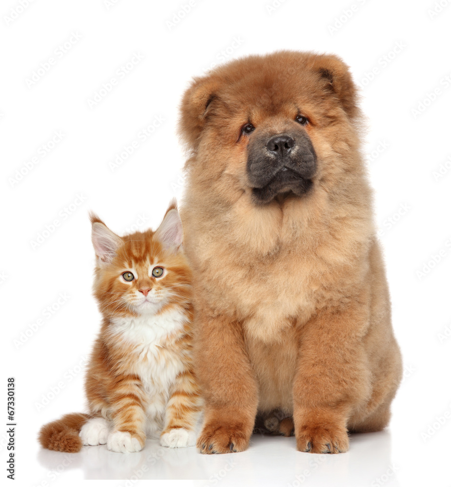 Maine Coon kitten and Chow Chow puppy Maine Coon kitten and Chow Chow puppy