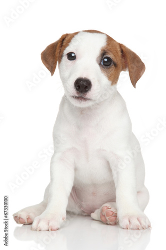 Jack Russell puppy on white