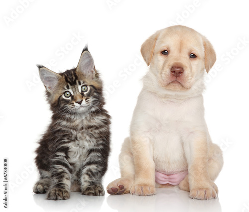 Kitten and Puppy © jagodka