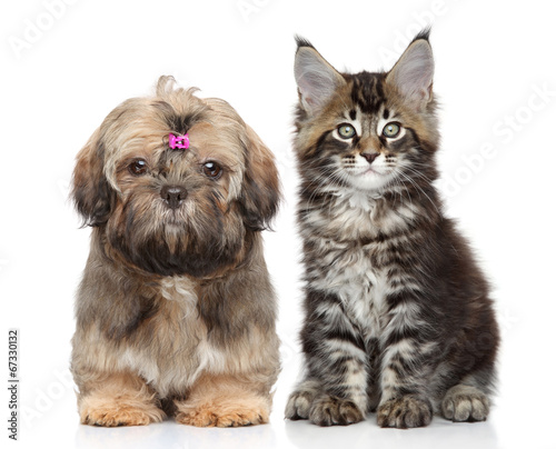 Fototapeta Naklejka Na Ścianę i Meble -  Puppy and kitten on white