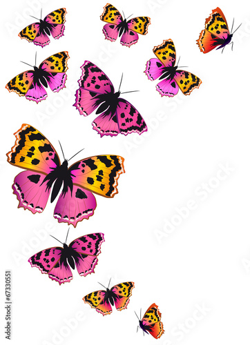 Wallpaper Mural butterflies design Torontodigital.ca