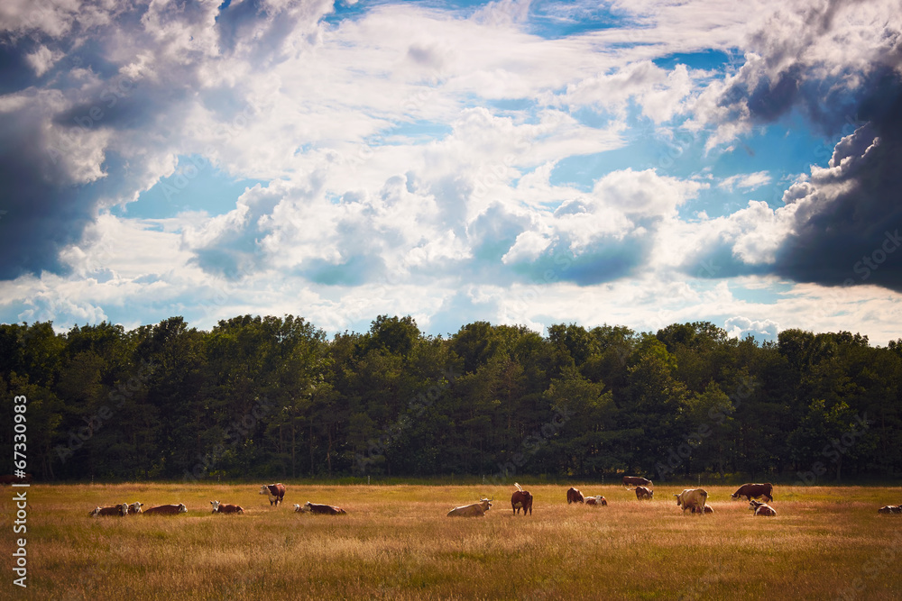 Pasture Pasture