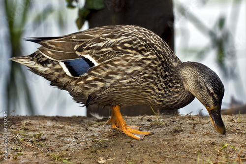 a duck eating in the earth photo