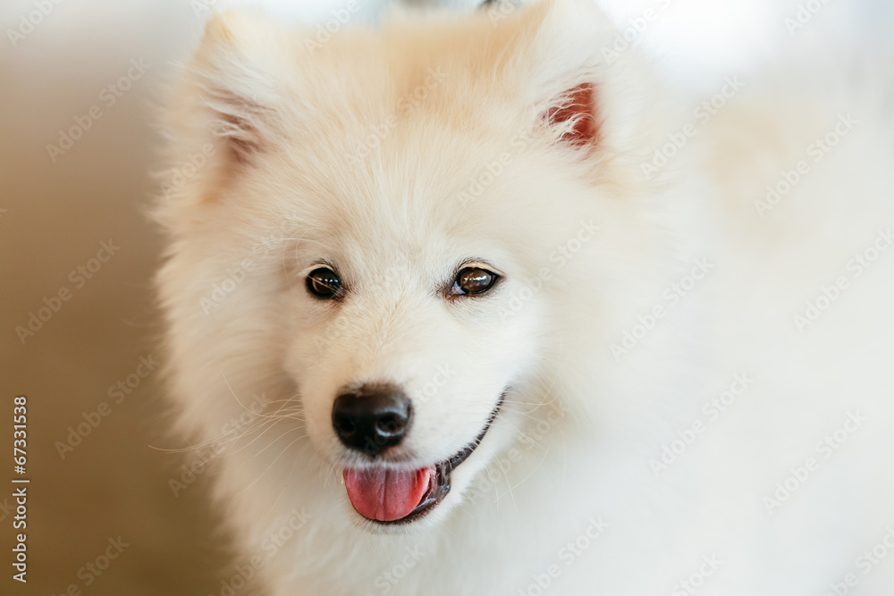 White Samoyed dog puppy White Samoyed dog puppy