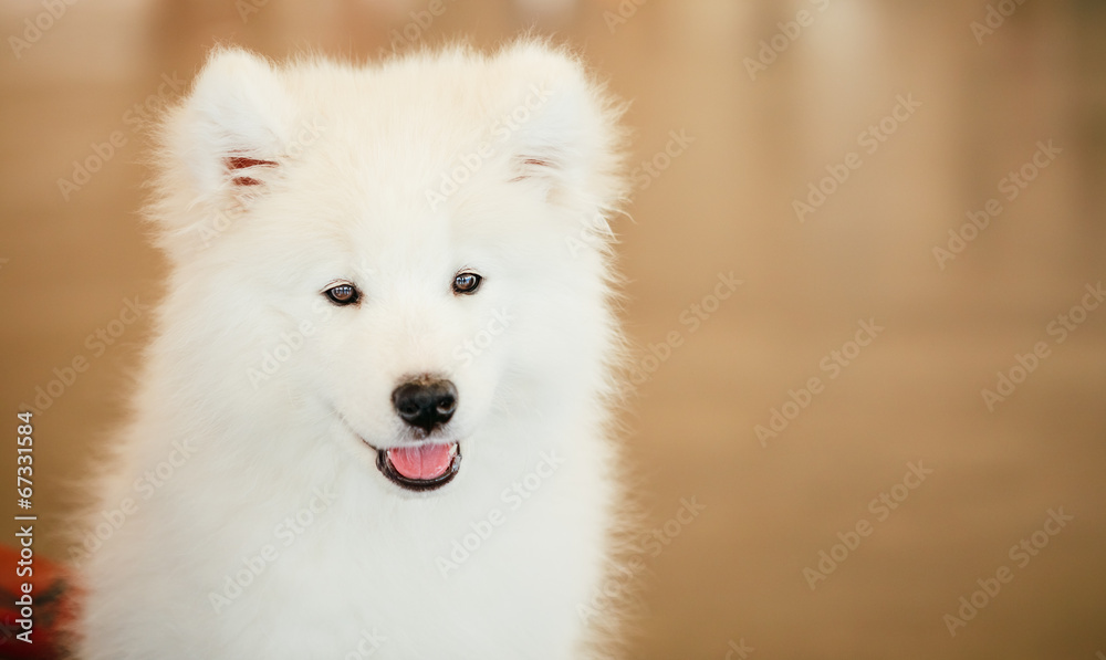 White Samoyed dog puppy
