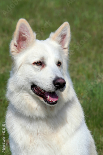 Detail of White Swiss Shepherd Dog