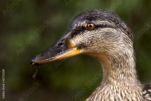 a duck eating photo