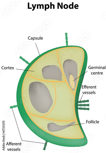 Lymph Node Labeled Diagram