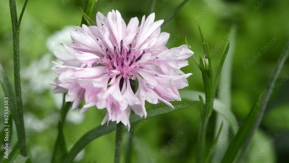 Kornblume Kornblume