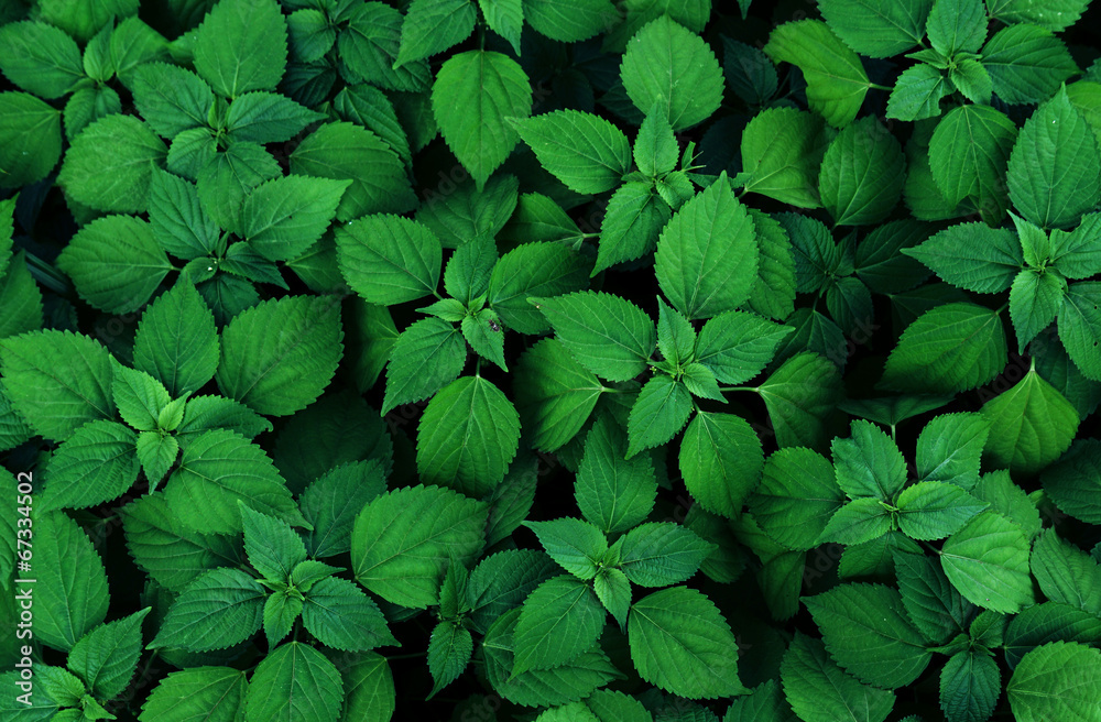 peppermint plant peppermint plant