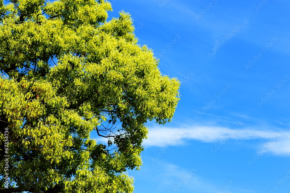 Fototapeta premium 木と空