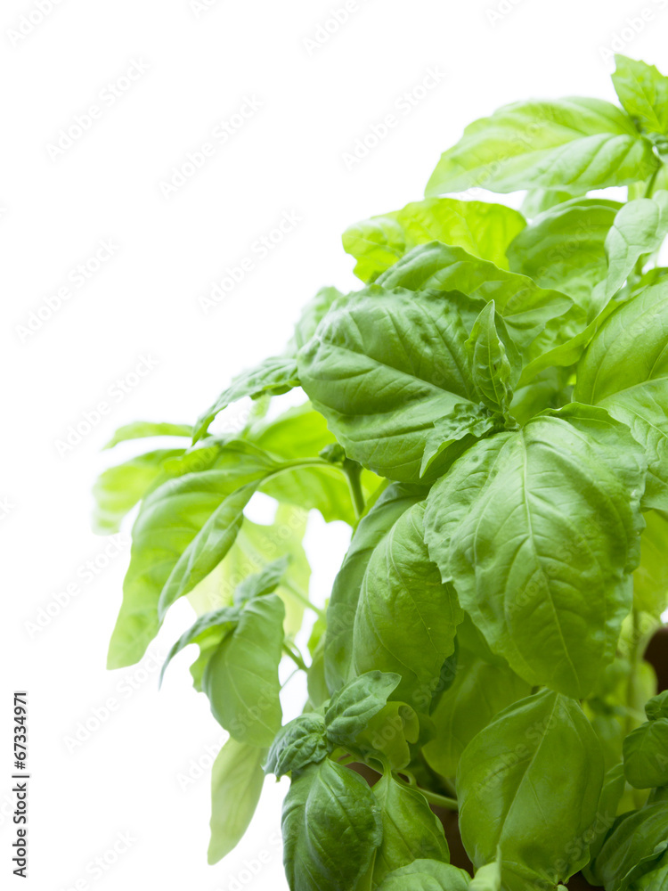 leaf of basil isolated leaf of basil isolated