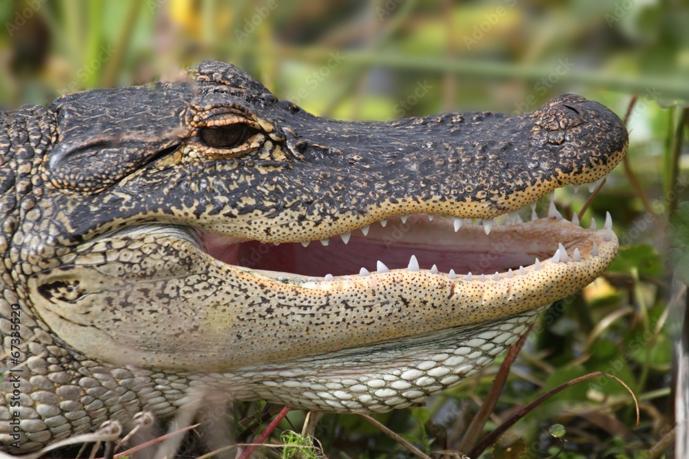 Fototapeta premium American Alligator Basking in The Sun
