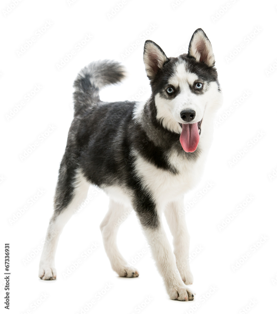 Husky dog breed