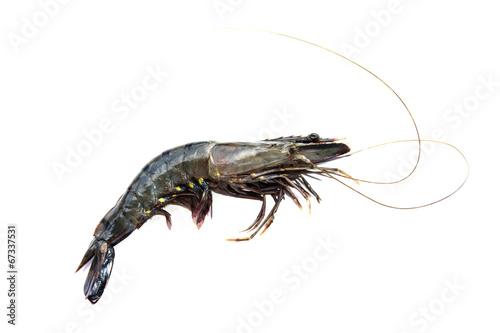 Shrimps © muangsatun