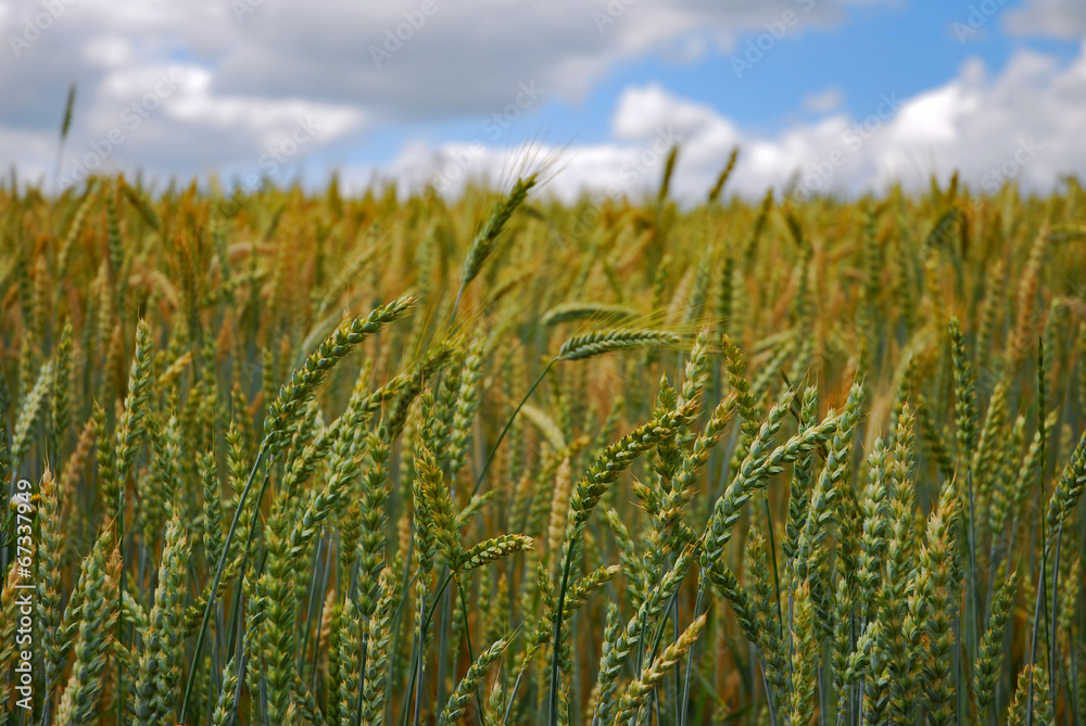 Fields of wheat grain